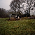 vache