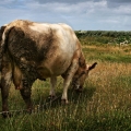 img_1482a