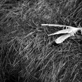 img_1697a-2and