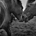 img_1754nb111