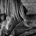 img_5752nb