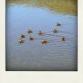 img_6337-pola