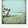 img_6353-pola