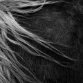 img_6795nb