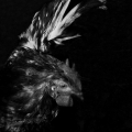 imgp1220a
