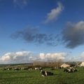vache-redier