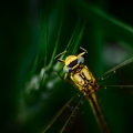 dsc_3917a-07-12-10