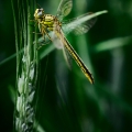 dsc_3925a-07-12-10