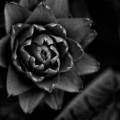 dsc_4164