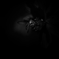 dscf7474_0