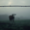 Vente photos agriculture bretonne