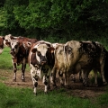 Vente photos agriculture bretonne