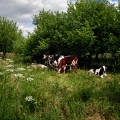 Vente photos agriculture bretonne