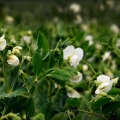 Vente photos agriculture bretonne