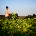 Vente photos agriculture bretonne