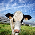 Vente photos agriculture bretonne