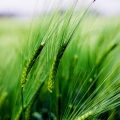 Vente photos agriculture bretonne