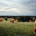 Vente photos agriculture bretonne