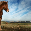 Vente photos agriculture bretonne