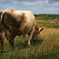 Vente photos agriculture bretonne
