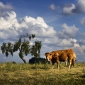 Vente photos agriculture bretonne