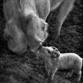 Vente photos agriculture bretonne