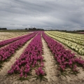 Vente photos agriculture bretonne