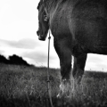 Vente photos agriculture bretonne