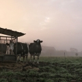 Vente photos agriculture bretonne