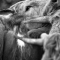 Vente photos agriculture bretonne