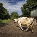 Vente photos agriculture bretonne