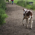 Vente photos agriculture bretonne