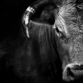 Vente photos agriculture bretonne