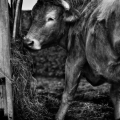 Vente photos agriculture bretonne