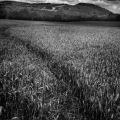 Vente photos agriculture bretonne